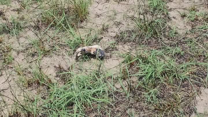 Skulls found in point pedro 