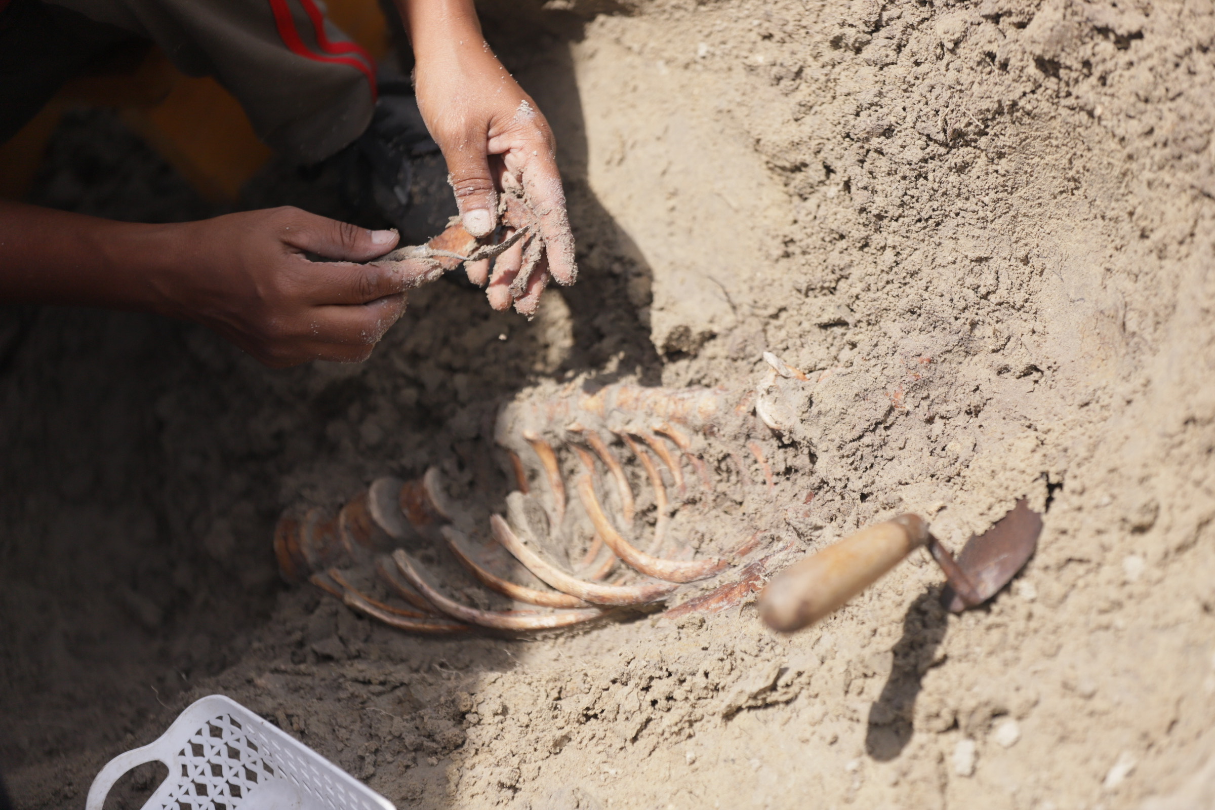 Chemmani grave findings 
