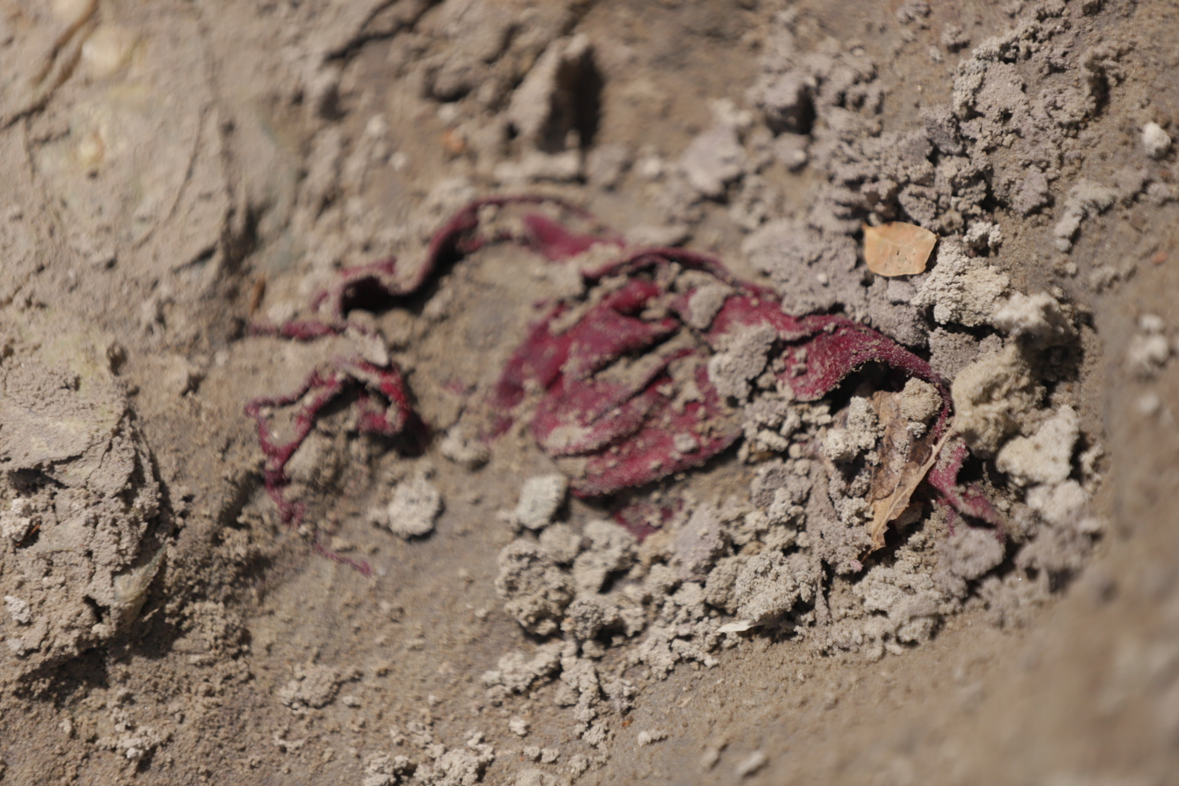 Chemmani grave findings 