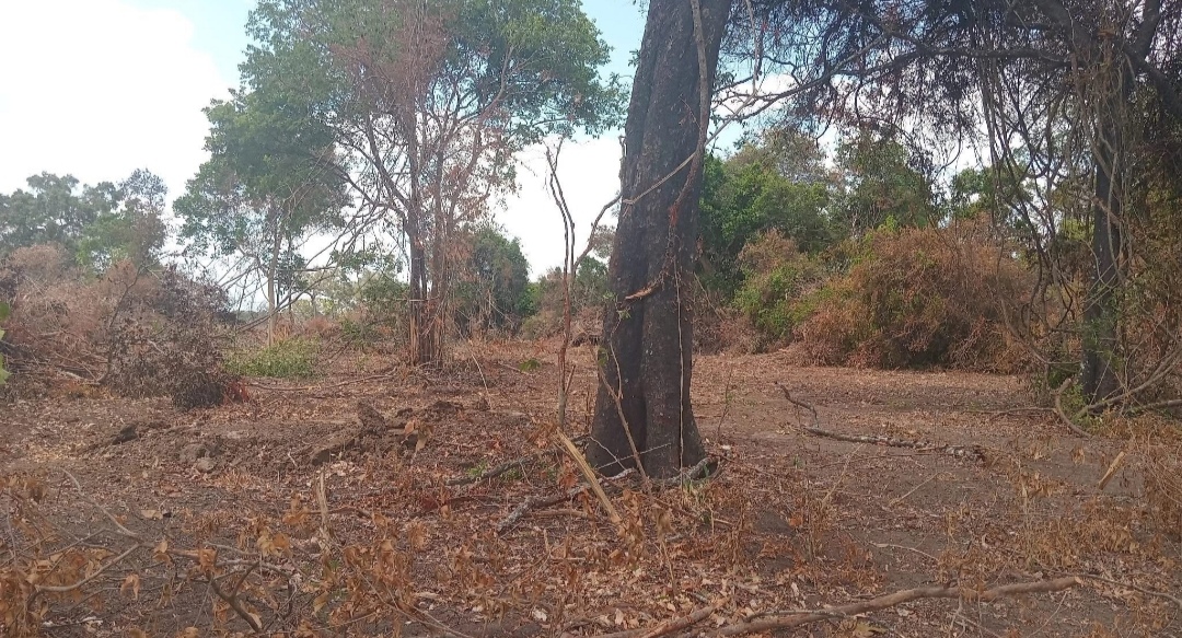 Land encroachment 